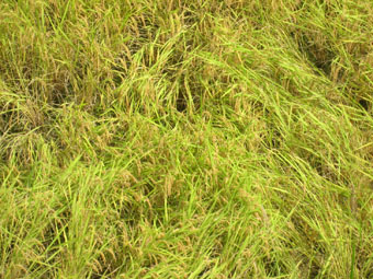 e794b0e59c83e382a2e38383e38397