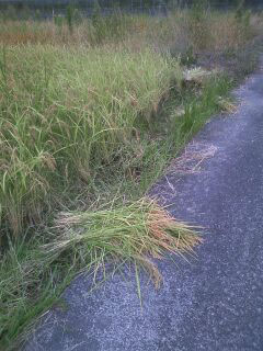 e88487e381aee58888e3828ae7a982